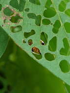 Image of Aspidimorpha (Aspidimorpha) punctum (Fabricius 1801)