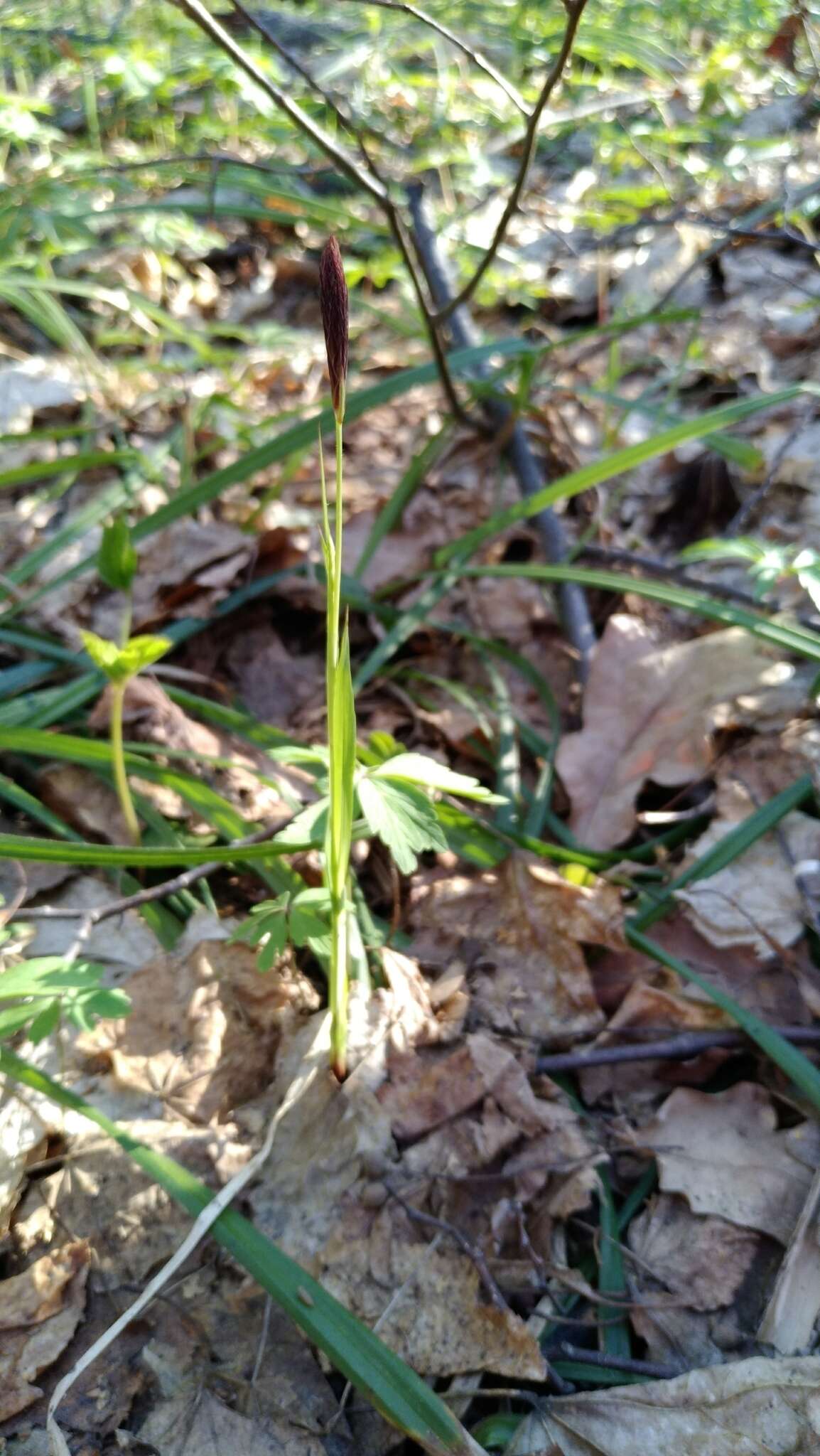 Image of Carex pilosa Scop.