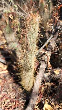 Image of Cleistocactus hyalacanthus (K. Schum.) Rol.-Goss.