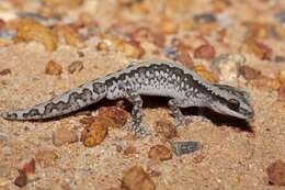 Image of Ornate Stone Gecko