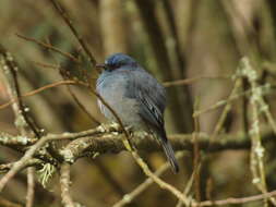 Image of Nilgiri Flycatcher