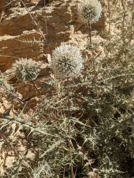 Image of Echinops erinaceus Kit Tan