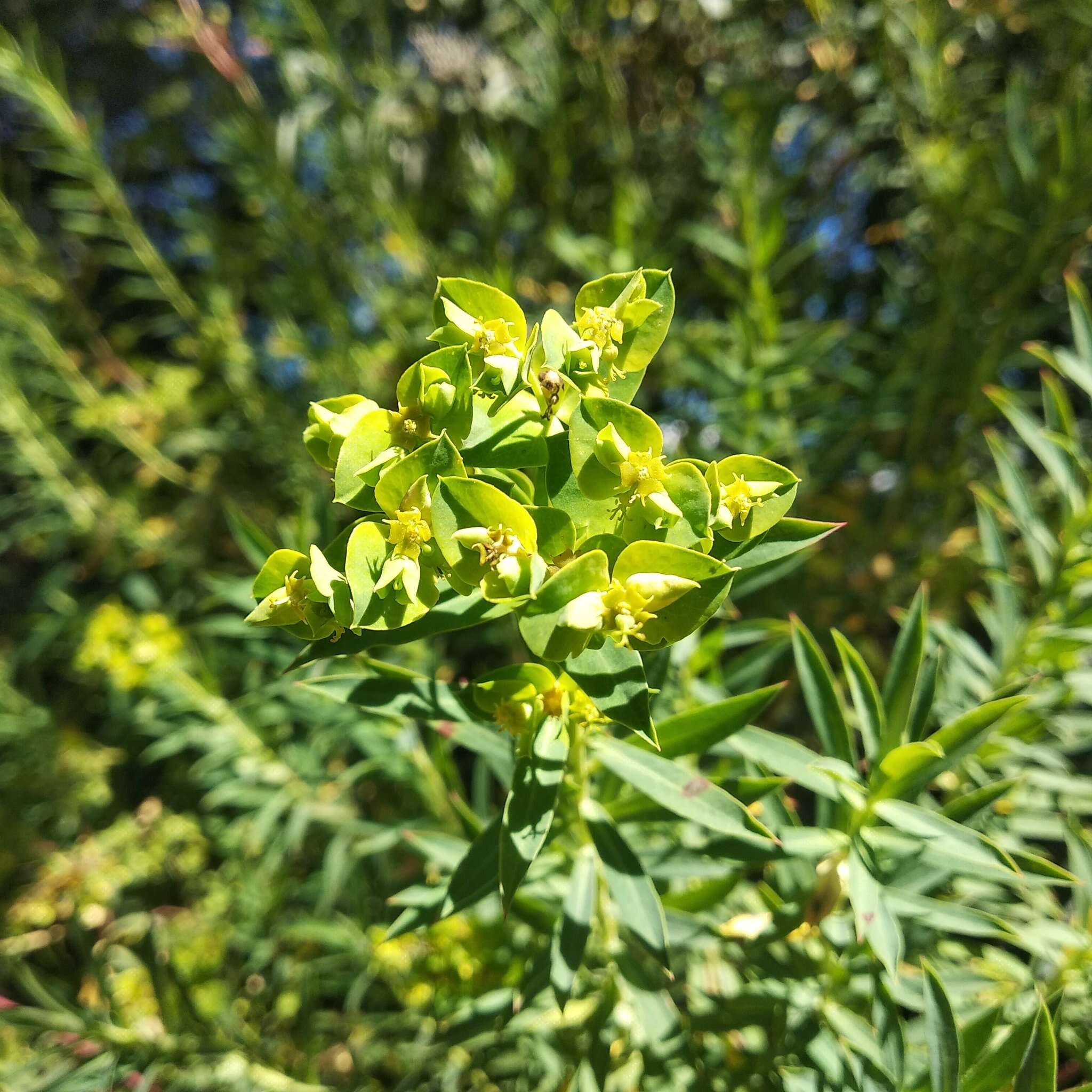 Image of Euphorbia esuliformis S. Schauer