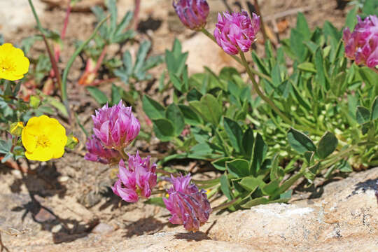 Trifolium parryi subsp. montanense (Rydb.) J. M. Gillett的圖片