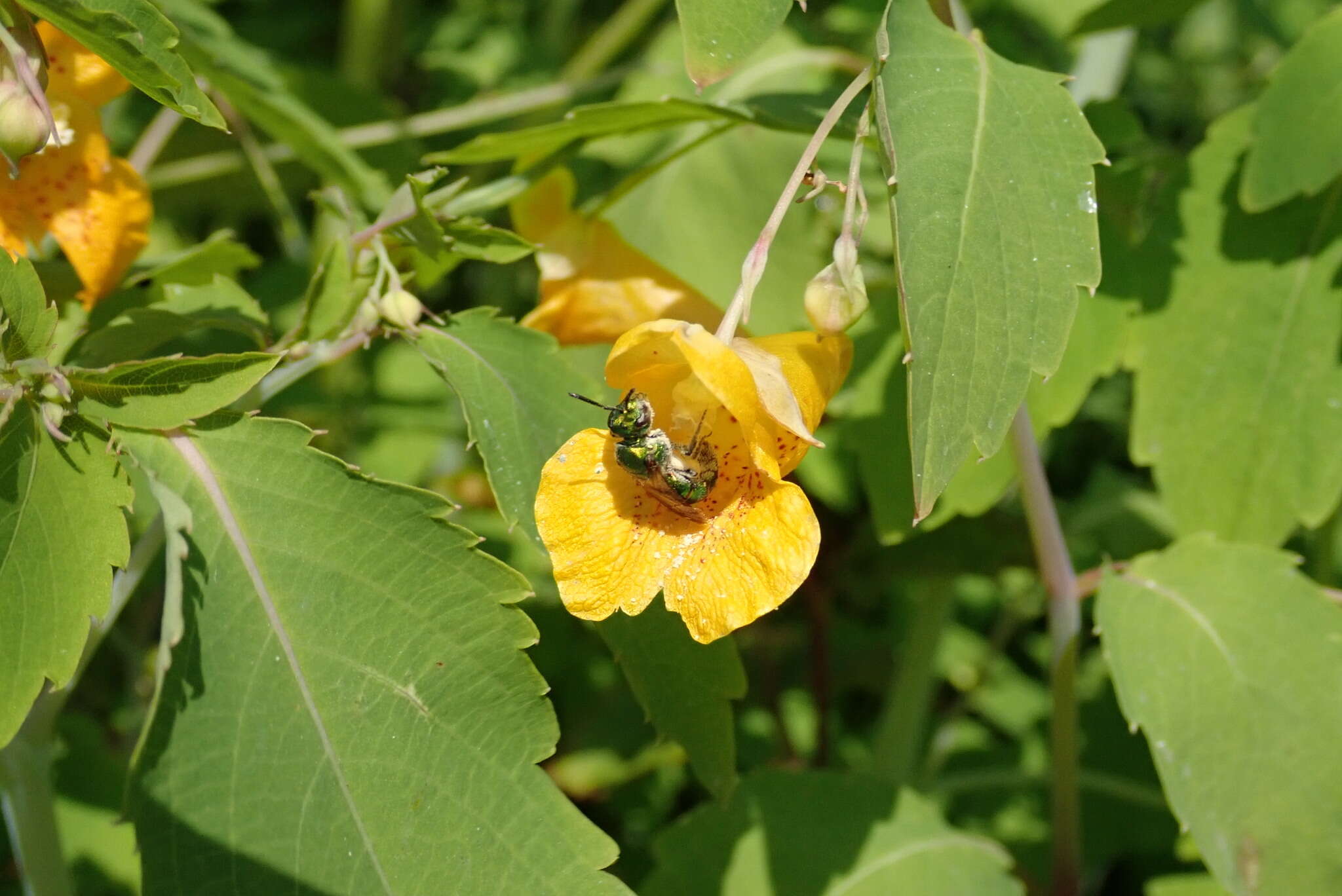 صورة Augochlorella aurata (Smith 1853)