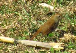 Image of Russet Nightingale-Thrush