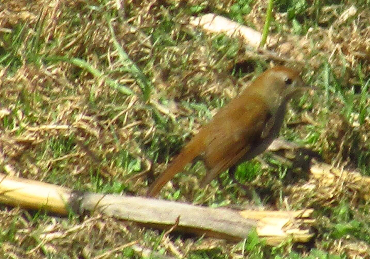 Image of Russet Nightingale-Thrush