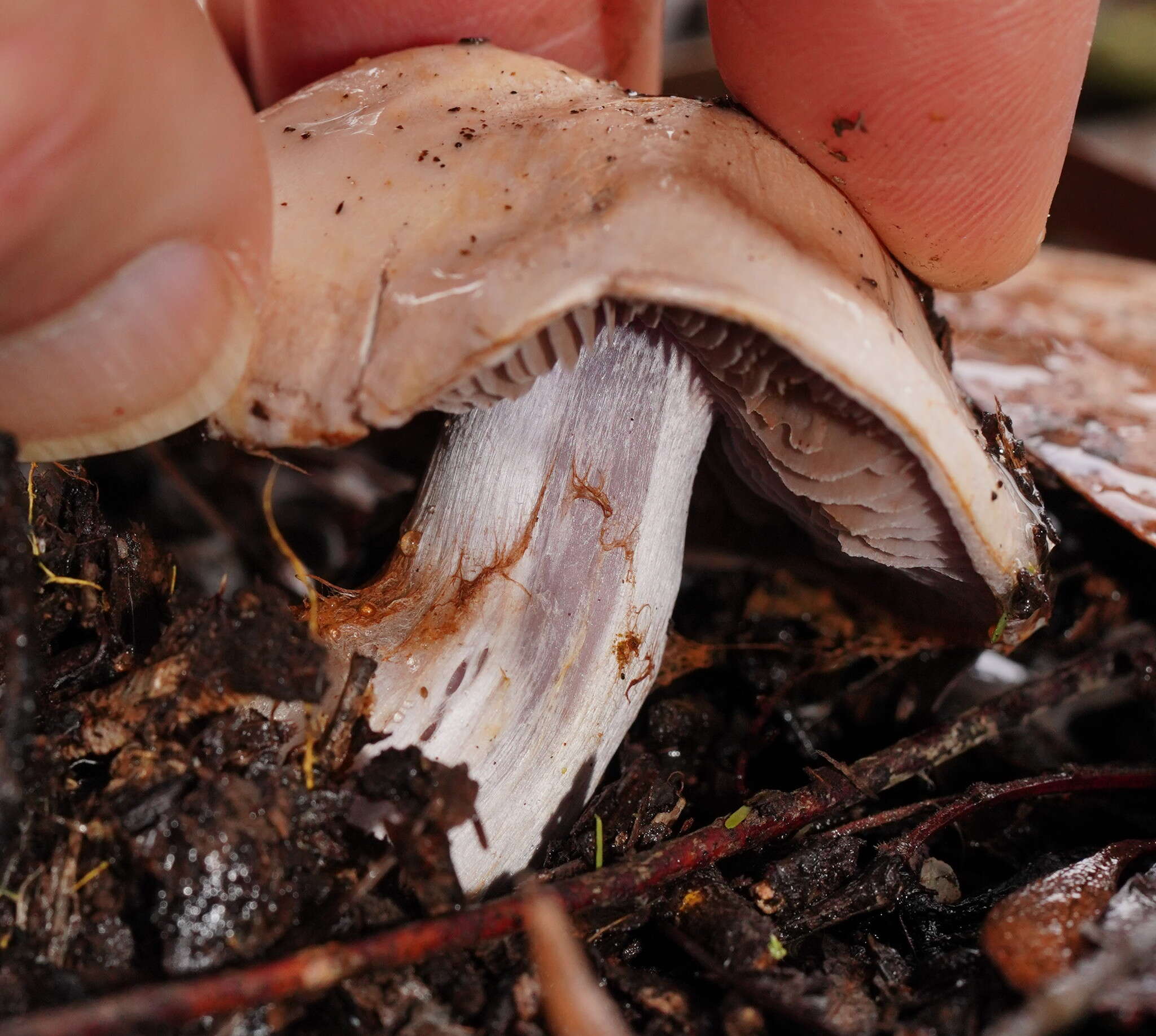 Image of Cortinarius austroalbidus Cleland & J. R. Harris 1948