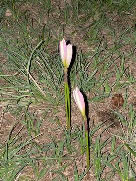 Imagem de Zephyranthes mesochloa Herb. ex Lindl.