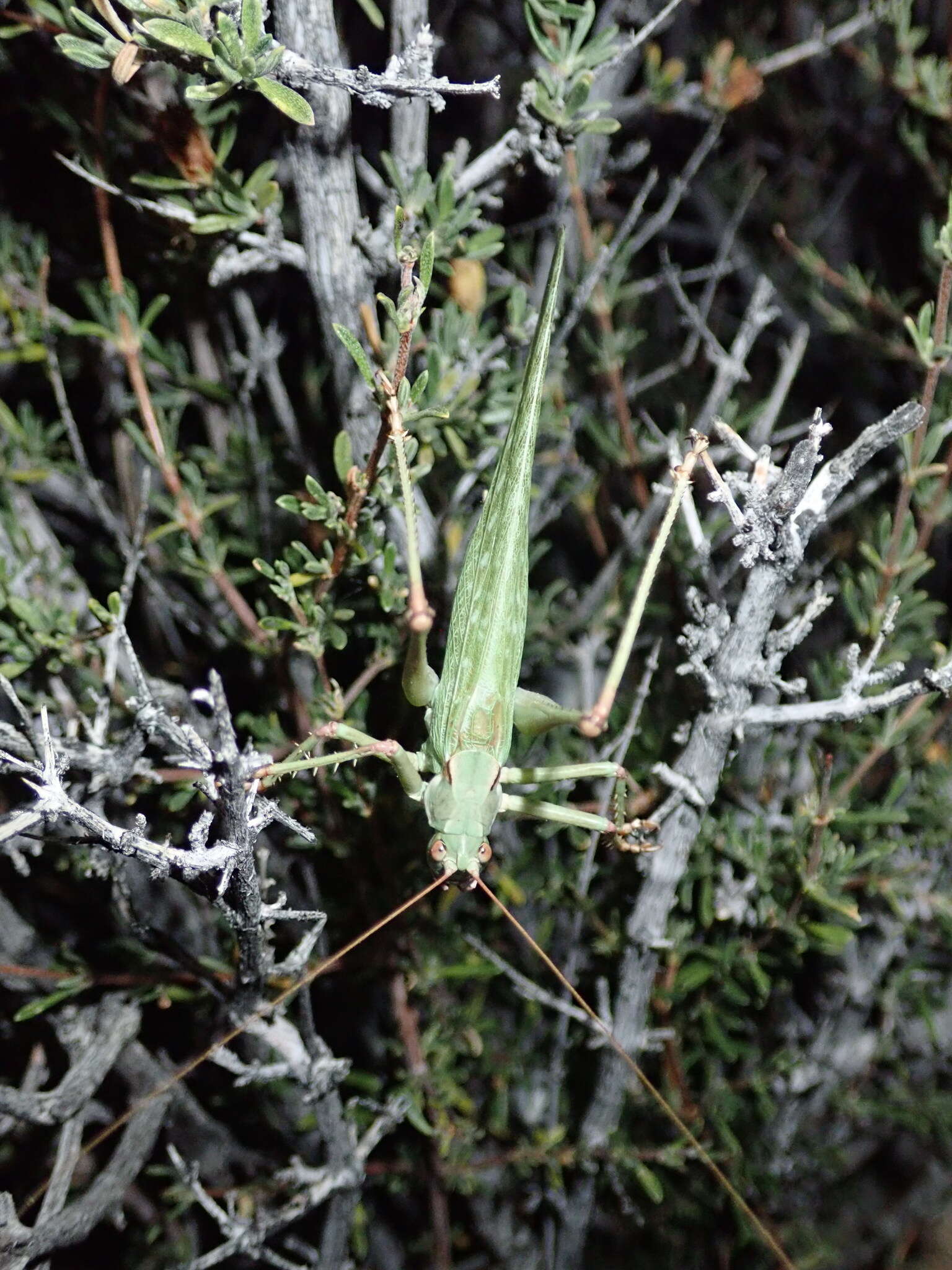 Sivun Capnobotes occidentalis (Thomas & C. 1872) kuva