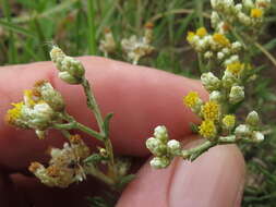 Image of Helichrysum rosum (Berg.) Less.