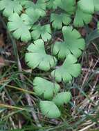 Adiantum digitatum C. Presl的圖片