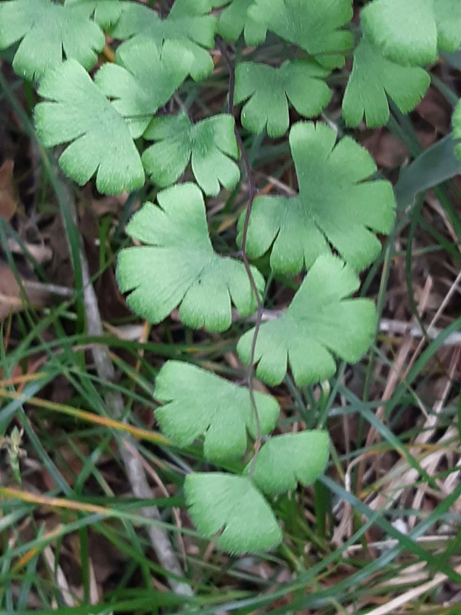 Adiantum digitatum C. Presl resmi