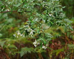 Image of Prostanthera lasianthos Labill.