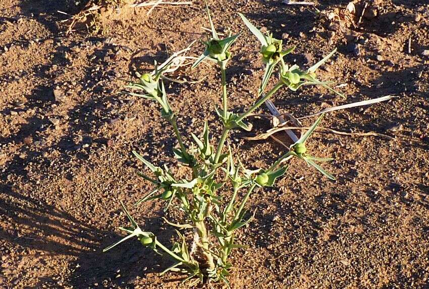 Image of Euphorbia calyptrata Coss. & Kralik