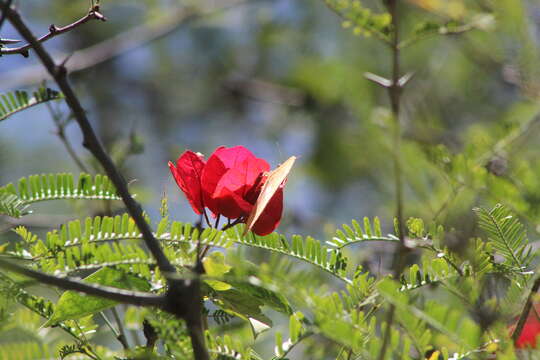 صورة Phoebis philea (Linnaeus 1763)