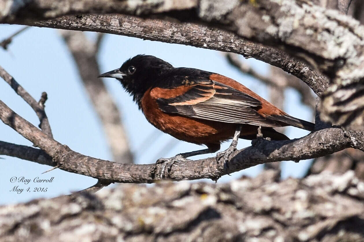 Image of Orchard Oriole