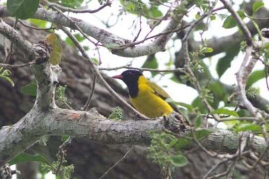 Image of Western Black-headed Oriole