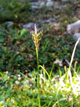 Image of Carex edura K. A. Ford