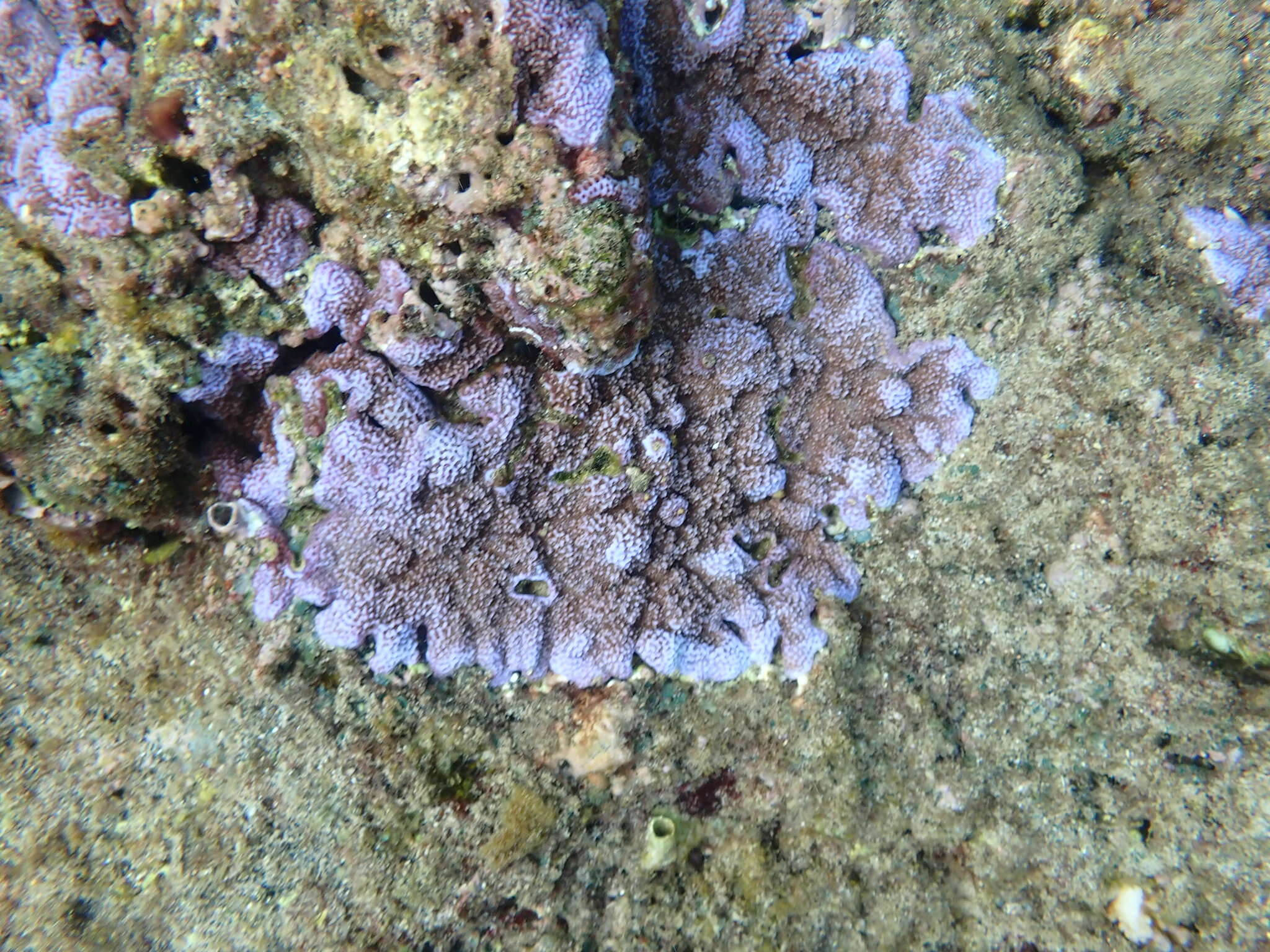 Image of Blue rice coral