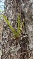 Image of Angraecum potamophilum Schltr.