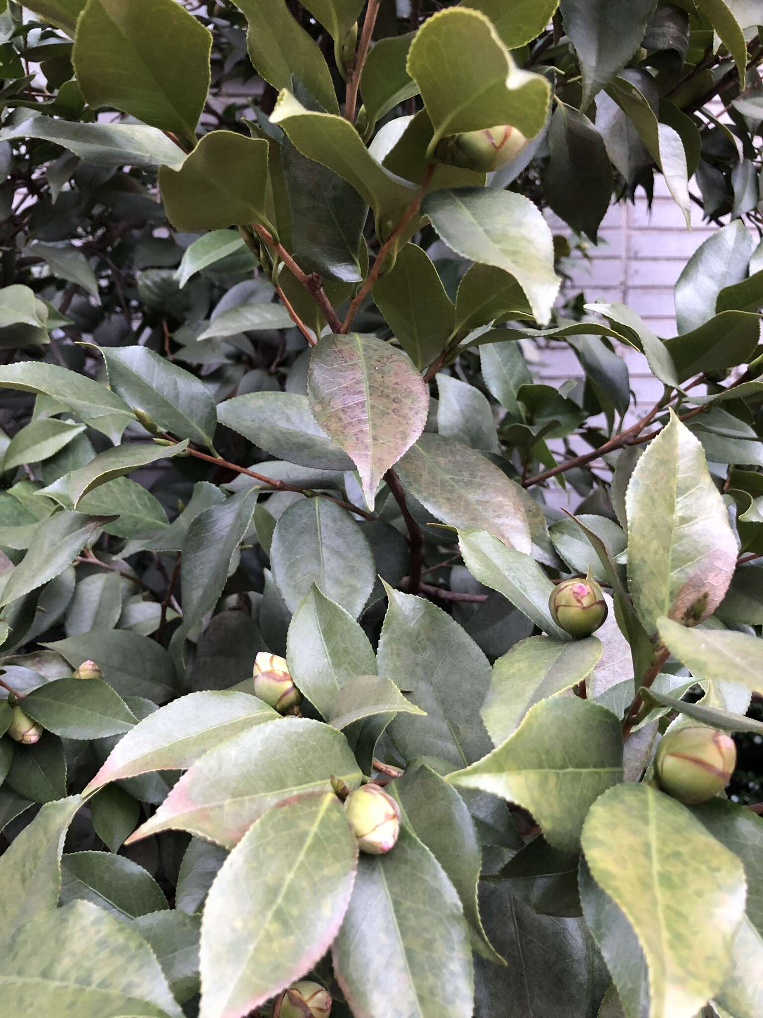 Image of Phyllosticta camelliae Westend. 1867