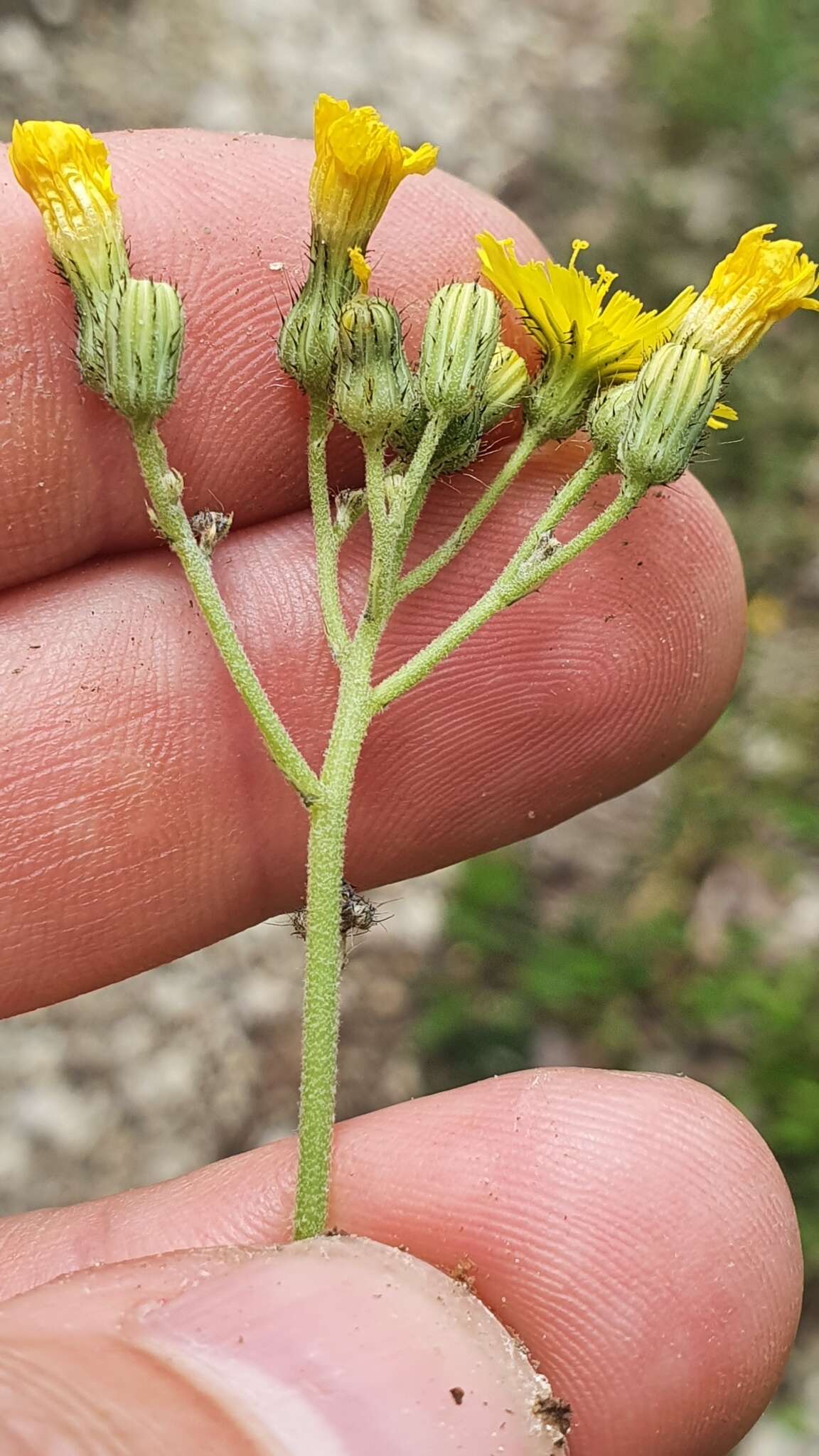 Pilosella bauhini resmi