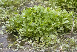 Слика од Ranunculus sceleratus var. multifidus Nutt. ex Torr. & A. Gray