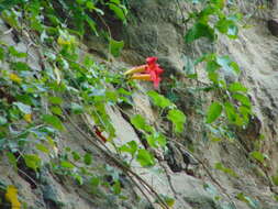 Image of Mexican blood-trumpet