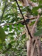 Image of White-spotted Fantail