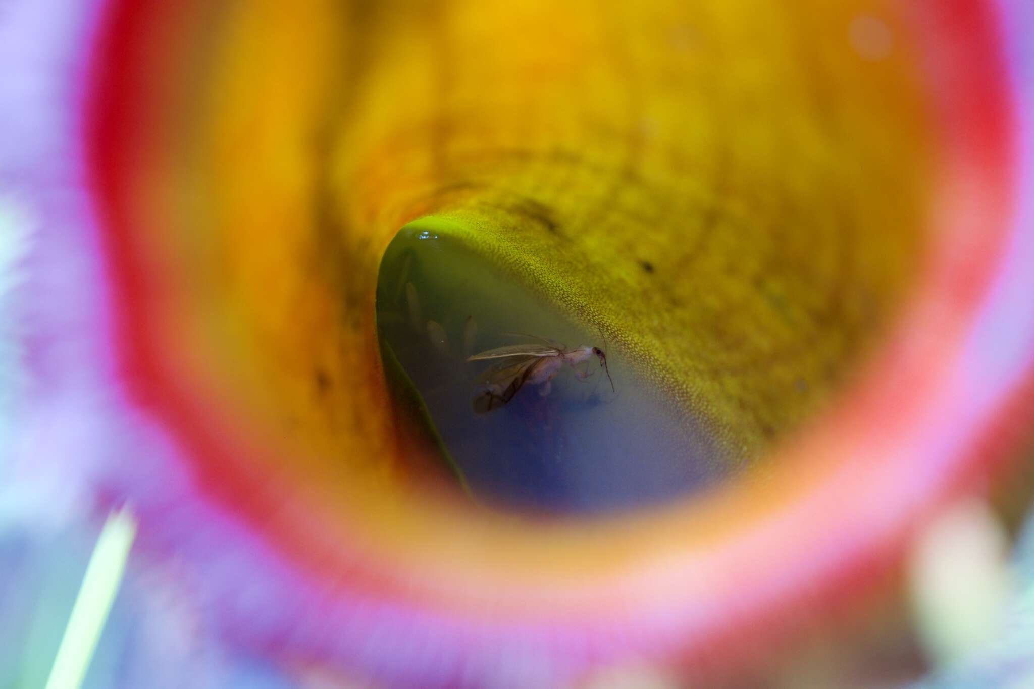 Image de Nepenthes kinabaluensis Sh. Kurata