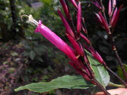 Sanchezia longiflora Hook. fil. ex Planch. resmi