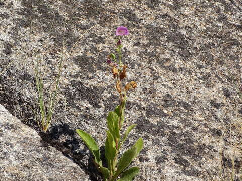 Image of Spanish digitalis