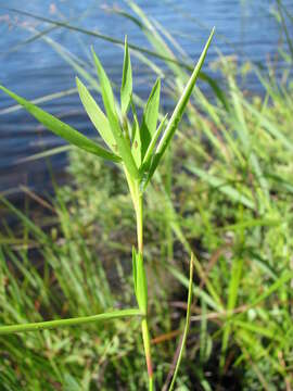 Image of Eaton's rosette grass