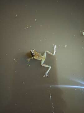 Image of African Foam-nest Treefrog