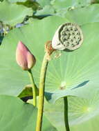 Image of sacred lotus