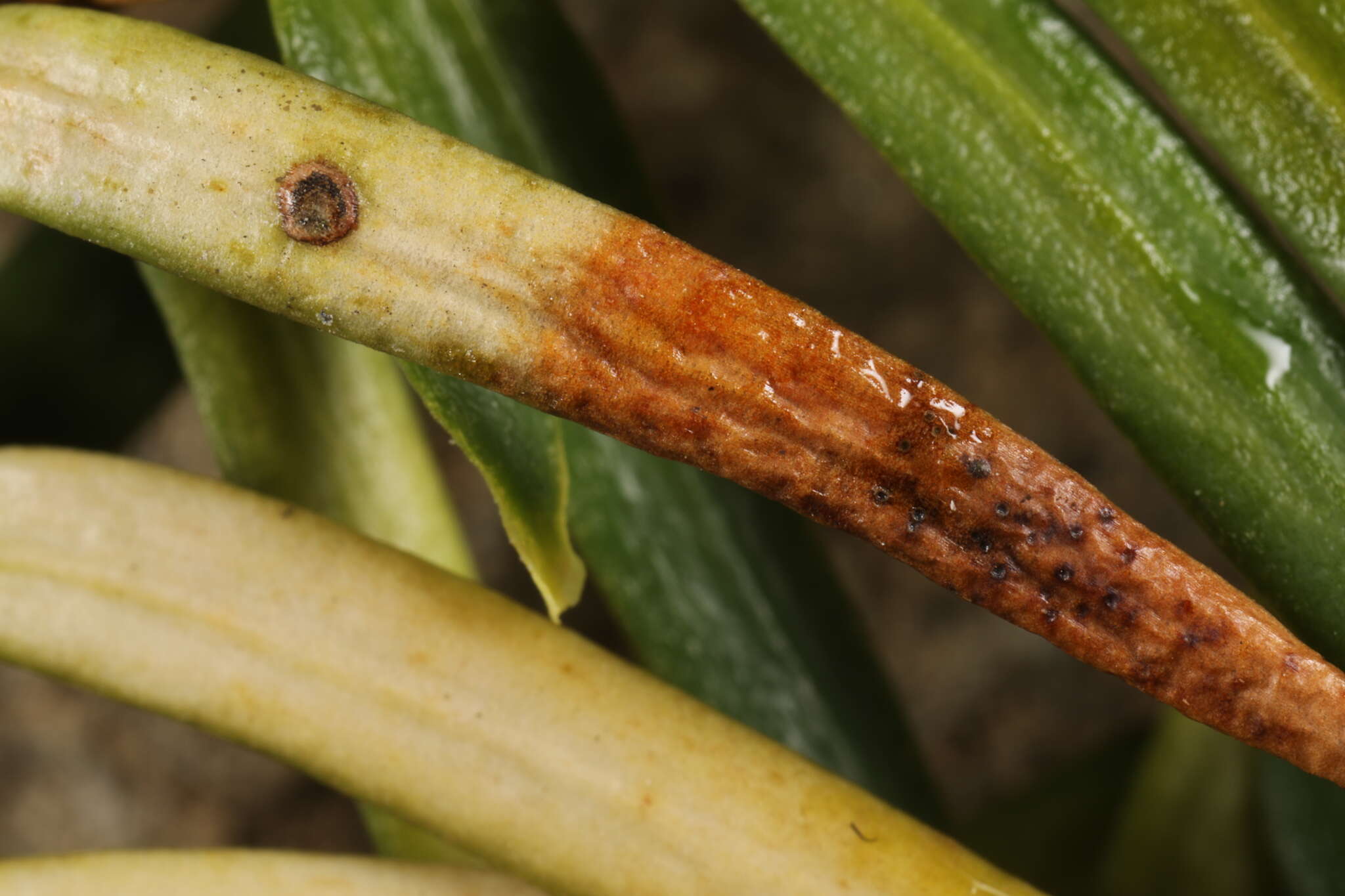 Imagem de Cryptocline taxicola (Allesch.) Petr. 1925