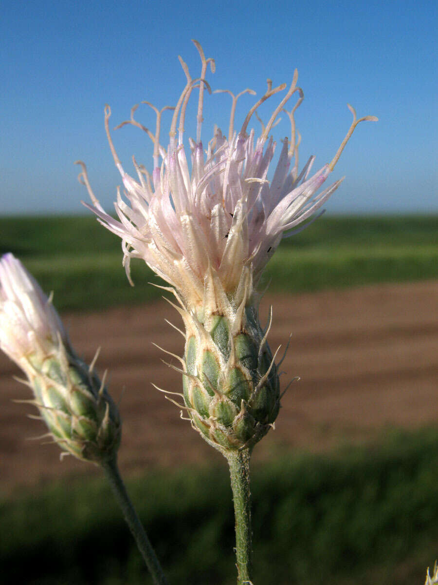 Plancia ëd Klasea erucifolia (L.) Greuter & Wagenitz