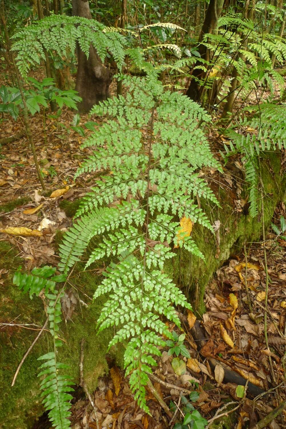 Image of Johnstone River fern