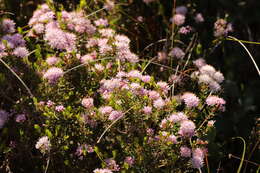 Image of Agathosma cerefolium (Vent.) Bartl. & Wendl. fil.