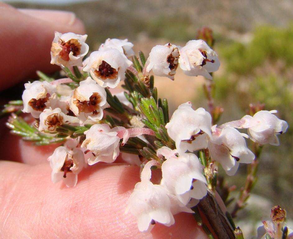 Image of Erica selaginifolia Salisb.