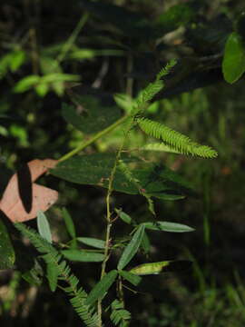 Image of Chamaecrista nomame (Sieber) H. Ohashi