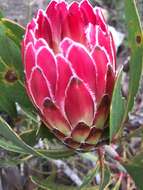 Plancia ëd Protea obtusifolia Buek ex Meissn.