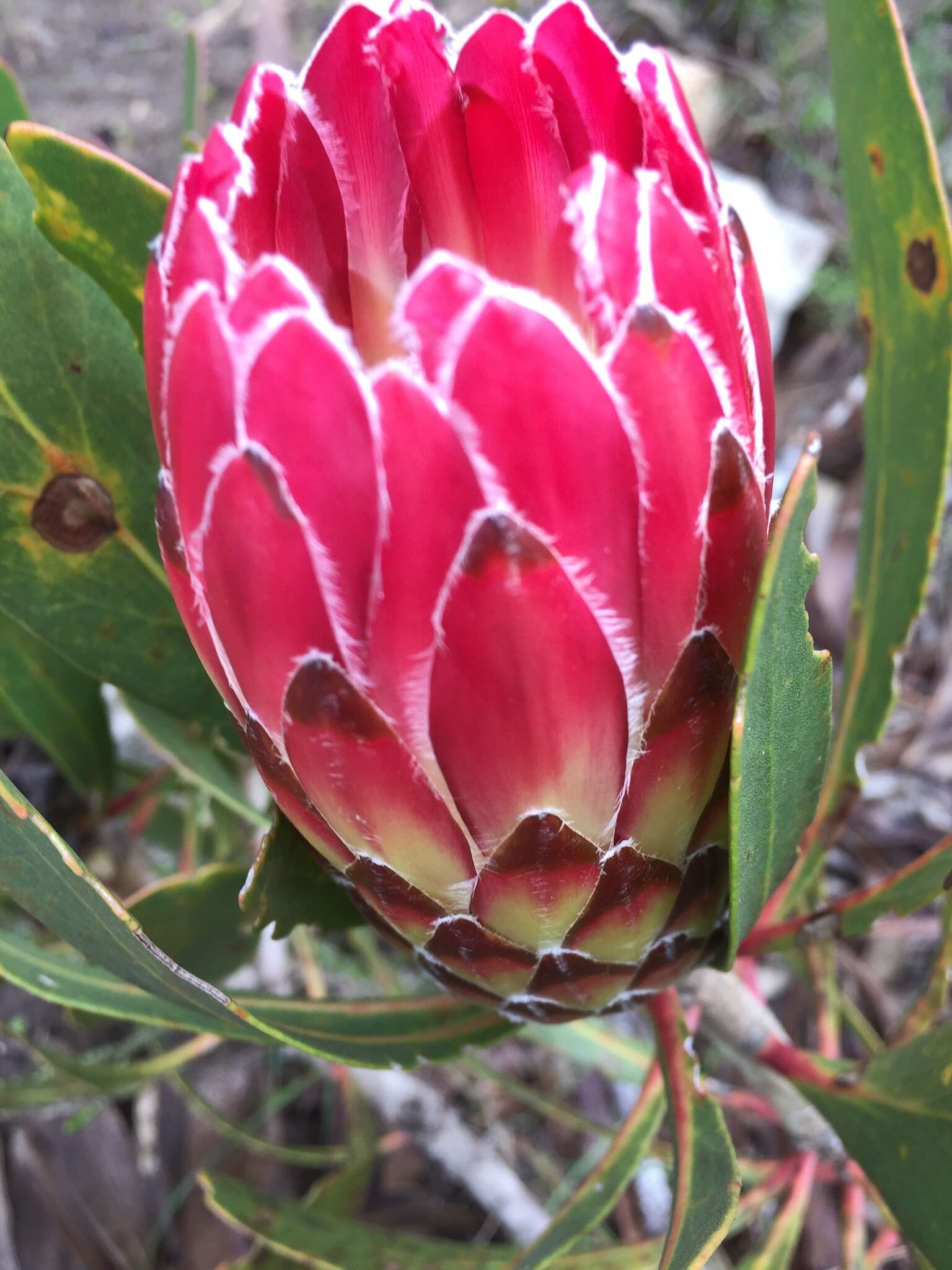 Plancia ëd Protea obtusifolia Buek ex Meissn.