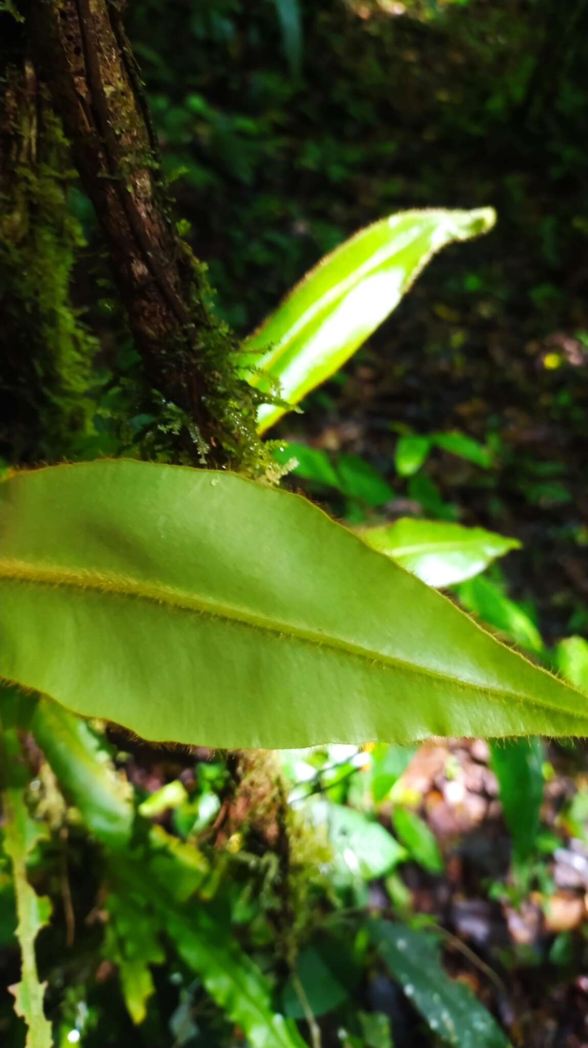 Image of Elaphoglossum raywaense (Jenm.) Alston