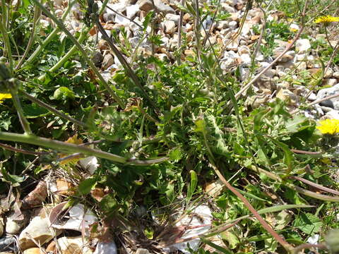 Image of beaked hawksbeard