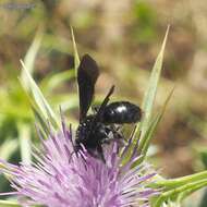 Image of Andrena pyropygia Kriechbaumer 1873