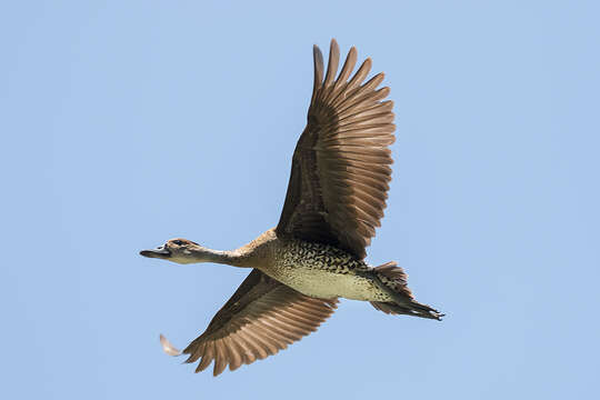 Image de Dendrocygne des Antilles