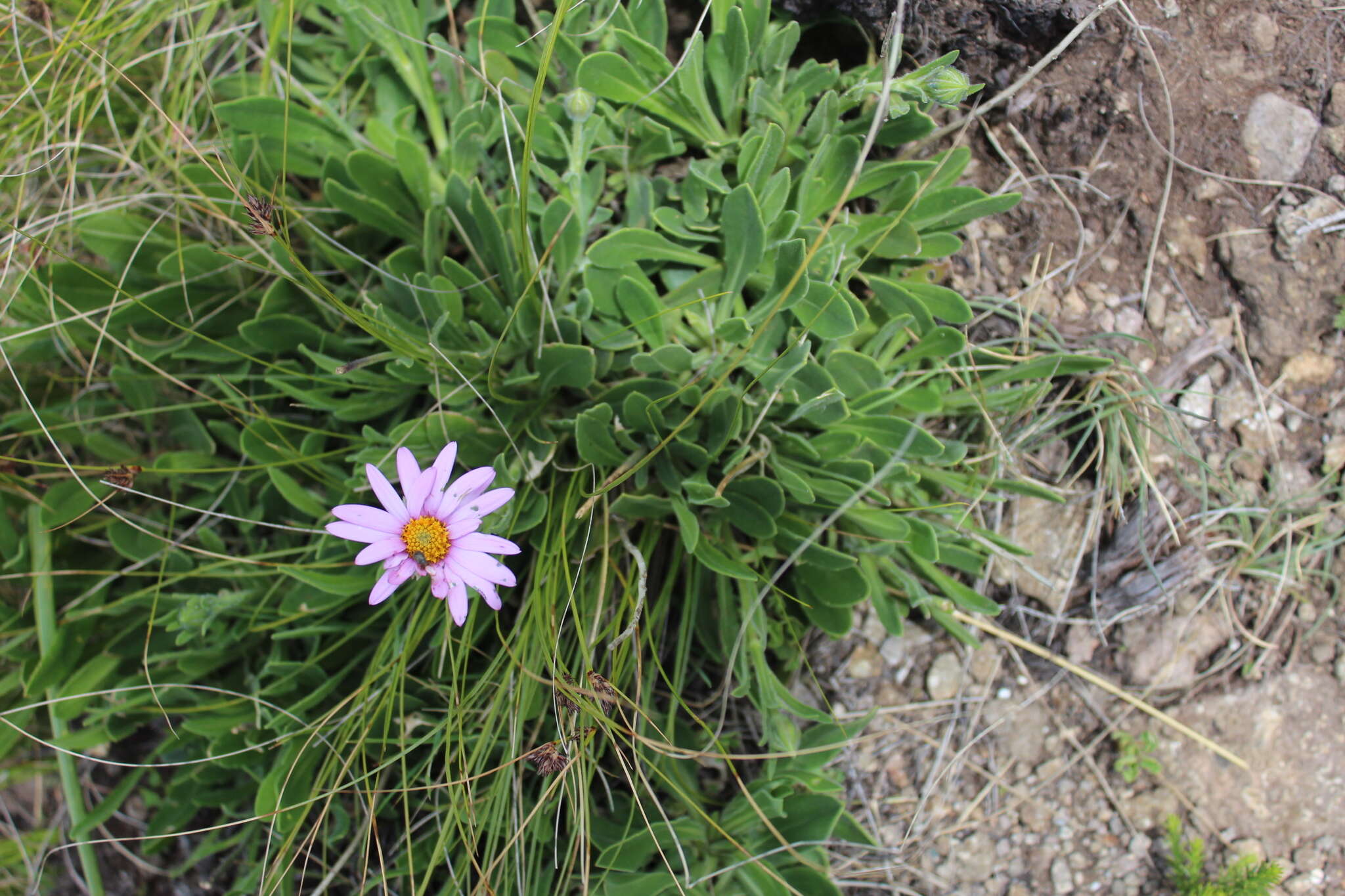 Image of Dimorphotheca jucunda Phill.