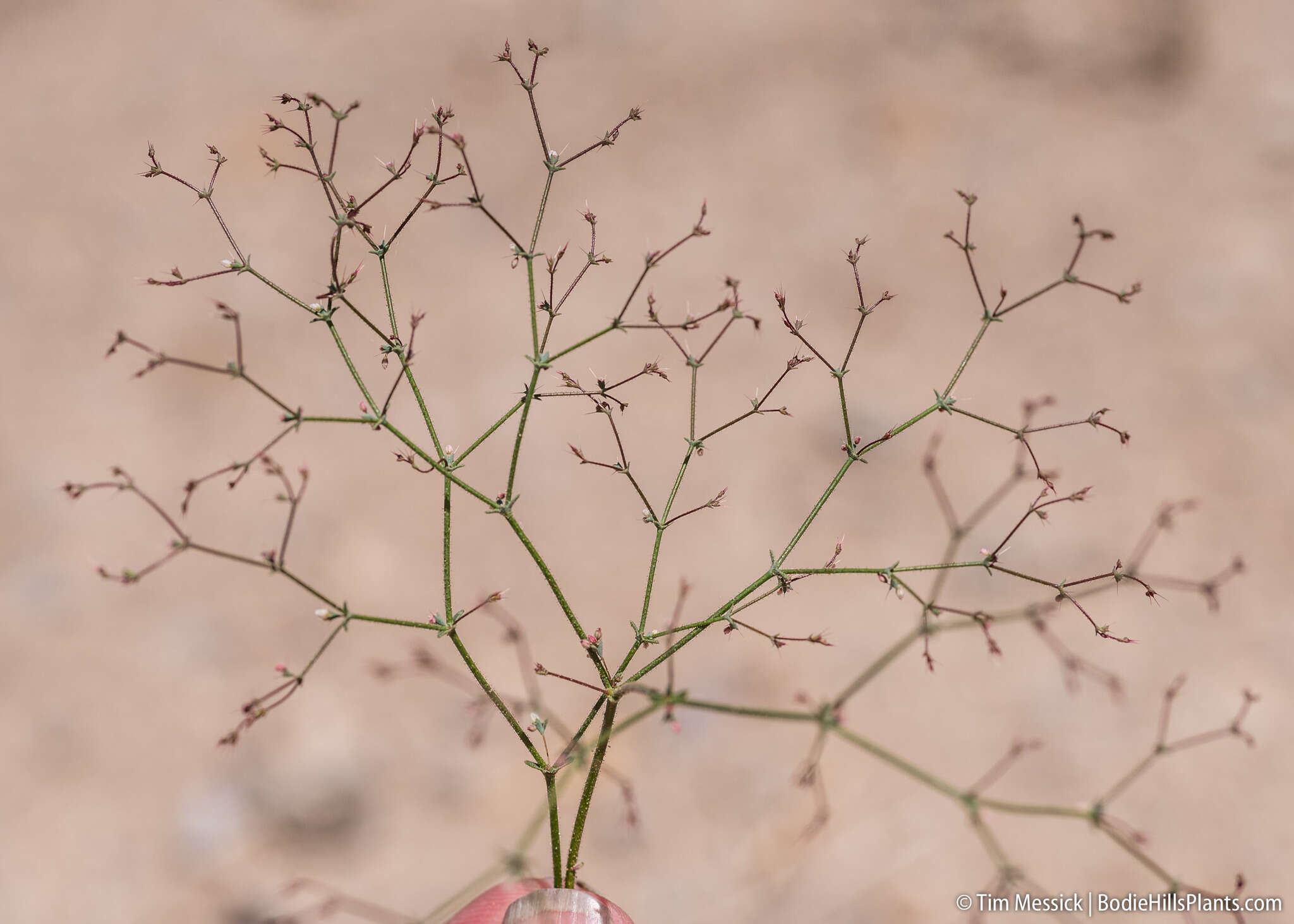 Image of narrowleaf oxytheca